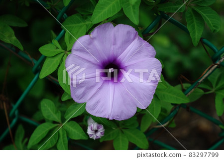 牽牛花 83297799