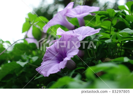 Morning glory 83297805