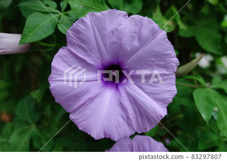 牽牛花 牽牛花 83297807