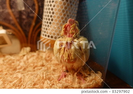 Xuanfeng Hatchling Xuanfeng Hatchling 83297902