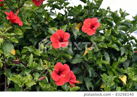 Hibiscus flowers Hibiscus flowers 83298140
