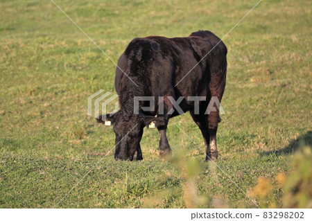 Ranch scenery, Japanese beef Ranch scenery, Japanese beef 83298202