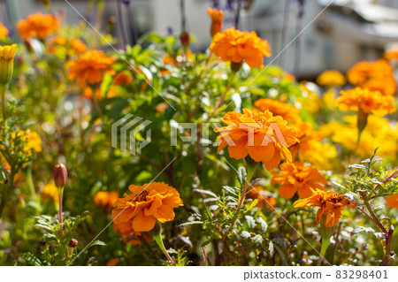 萬壽菊_園藝_花語 萬壽菊_園藝_花語 83298401