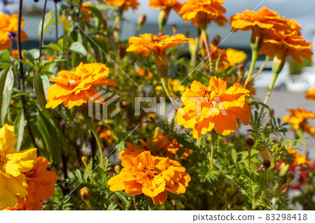 萬壽菊_園藝_花語 萬壽菊_園藝_花語 83298418