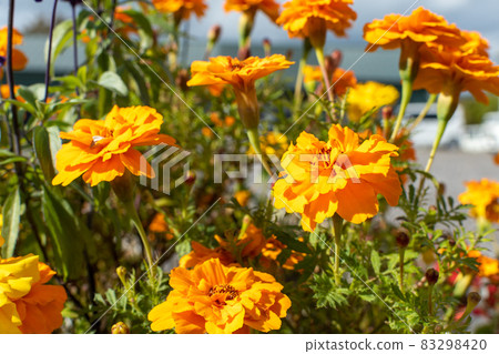 萬壽菊_園藝_花語 萬壽菊_園藝_花語 83298420