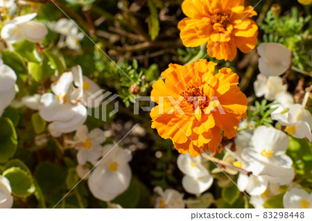 Marigold_Gardening_Flower language 83298448