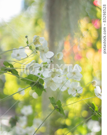 Japanese anemone blooming in the garden Japanese anemone blooming in the garden 83298528