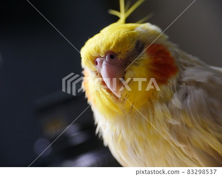 玄鳳 玄鳳 83298537