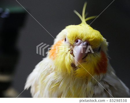 玄鳳 玄鳳 83298538