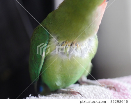 鸚鵡啄羽 83298646