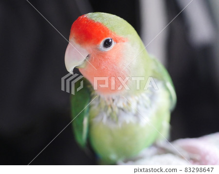 鸚鵡啄羽 鸚鵡啄羽 83298647