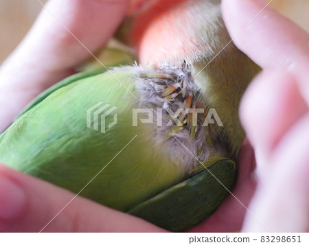 鸚鵡啄羽 鸚鵡啄羽 83298651