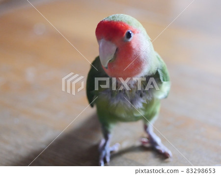 Parrot pecking feathers Parrot pecking feathers 83298653