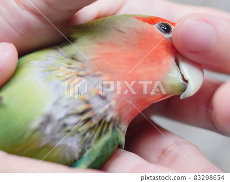 鸚鵡啄羽 鸚鵡啄羽 83298654