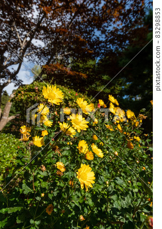 Euryops daisy_flower language_yellow flower Euryops daisy_flower language_yellow flower 83298853