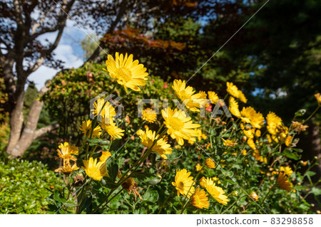 Euryops daisy_flower language_yellow flower Euryops daisy_flower language_yellow flower 83298858