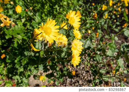 Euryops daisy_flower language_yellow flower Euryops daisy_flower language_yellow flower 83298867