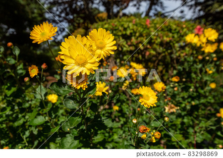 Euryops daisy_flower language_yellow flower Euryops daisy_flower language_yellow flower 83298869