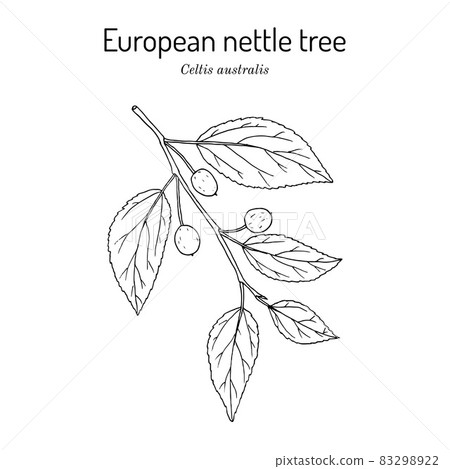 European nettle tree, or Mediterranean hackberry Celtis australis , medicinal plant 83298922