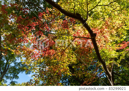 秋季花園_園林養護 秋季花園_園林養護 83299021