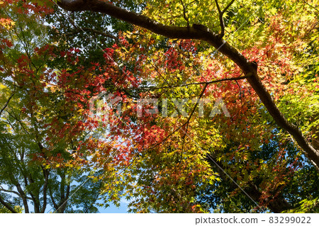 秋季花園_園林養護 83299022