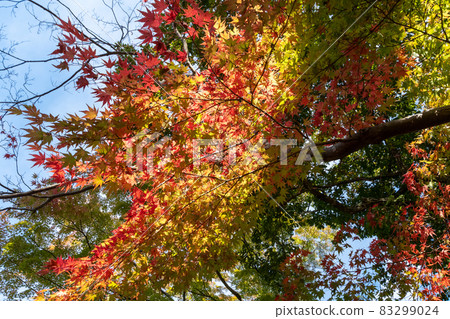 秋季花園_園林養護 83299024