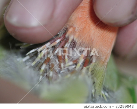 鸚鵡啄羽 鸚鵡啄羽 83299048