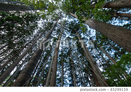 Tree_Pattern_Branch_Spread 83299139