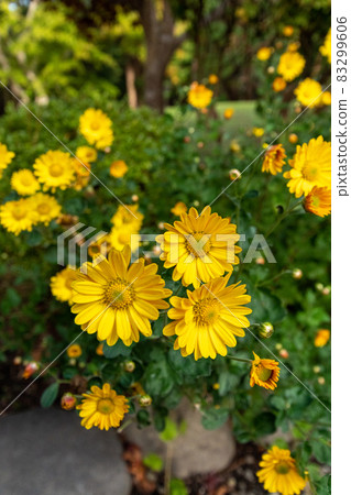 Euryops daisy_flower language_yellow flower 83299606