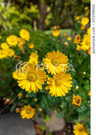 Euryops daisy_flower language_yellow flower Euryops daisy_flower language_yellow flower 83299608