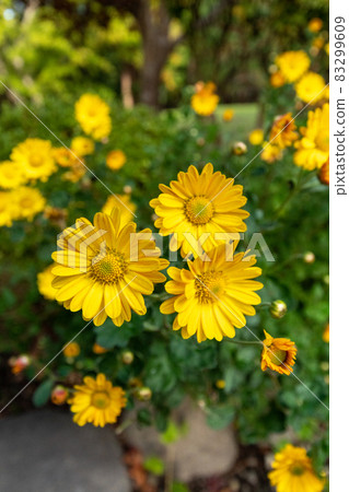 Euryops daisy_flower language_yellow flower Euryops daisy_flower language_yellow flower 83299609