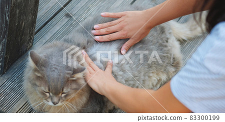 Hands of woman searching for cat fleas .Health and care about home pets. 83300199