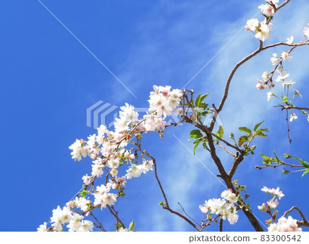 Oeshiki Sakura at Ikegami Daibo Hongyoji Temple, Ota-ku, Tokyo 83300542