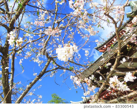 東京大田區池上大寶弘陽寺的大石木櫻 83300543