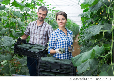 Man and woman harvest cucumbers in greenhouse 83300605