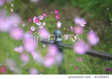 Cosmos autumn sunshine 83300661