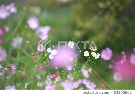 Cosmos autumn sunshine Cosmos autumn sunshine 83300662