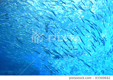 Flock of sardines Flock of sardines 83300682