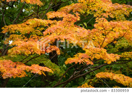 秋葉_秋景_風景 秋葉_秋景_風景 83300959