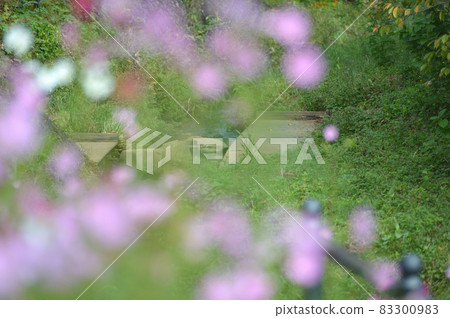 波斯菊秋日陽光 波斯菊秋日陽光 83300983