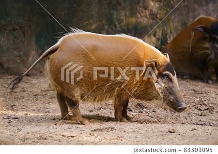 red river hog 83301095
