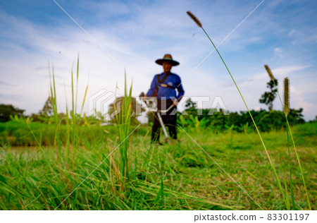 Grass flower on blurred man with shoulder lawn mower. Asian man cutting grass with lawn mower. Garden care and maintenance. Landscaping service. Man mowing green grass and weed for livestock food. Grass flower on blurred man with shoulder lawn mower. Asian man cutting grass with lawn mower. Garden care and maintenance. Landscaping service. Man mowing green grass and weed for livestock food. 83301197