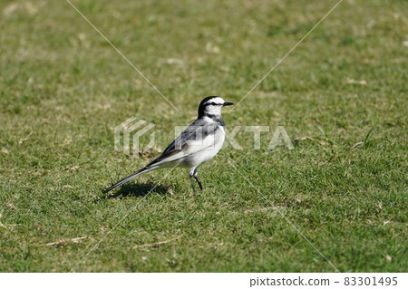 Hakusekirei Hakusekirei 83301495