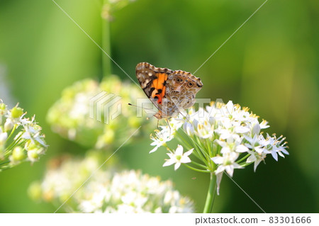 Butterflies and chives flowers Butterflies and chives flowers 83301666