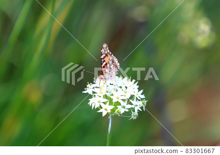 Butterflies and chives flowers Butterflies and chives flowers 83301667