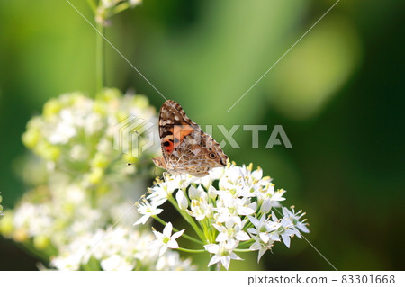 Butterflies and chives flowers Butterflies and chives flowers 83301668