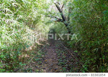 A mountain trail from 35th Street to the summit of Mt. Iwato 83301854