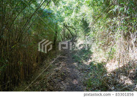 Mountain pass open space-35th chome mountain trail (Mt. Iwato) 83301856