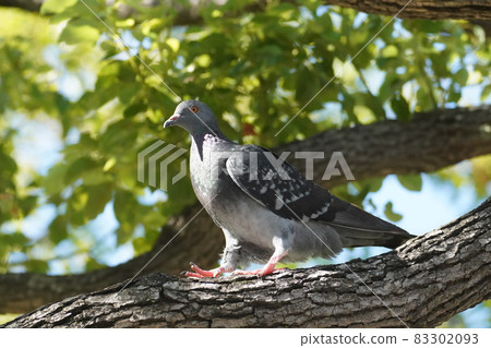 Kawarabato Kawarabato 83302093