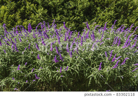Tall purple sage [Salvia leucansa] 83302118